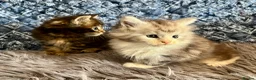 Maine Coon cats for sale: Pure Maine Coon Kittens - Advert 17