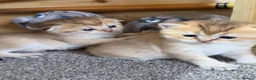 British Shorthair cats for sale: British Shorthair Golden Chinchilla Kittens - Advert 37