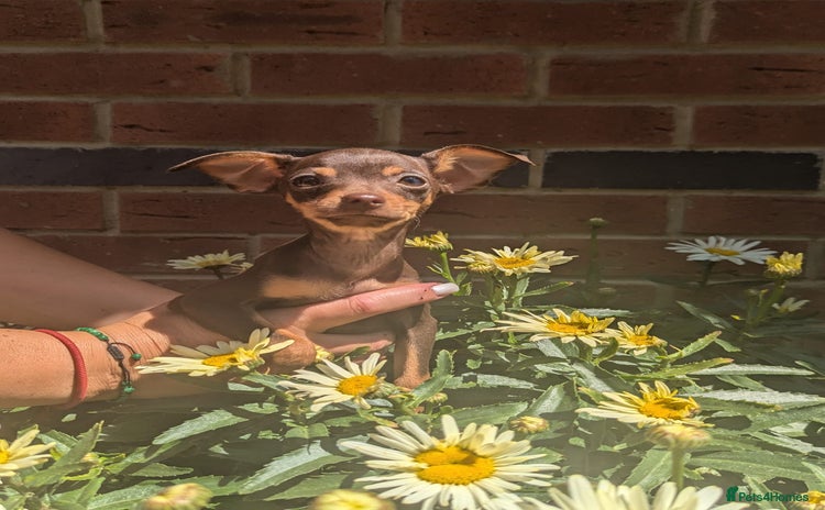 Mixed Breed dogs - Advert 1