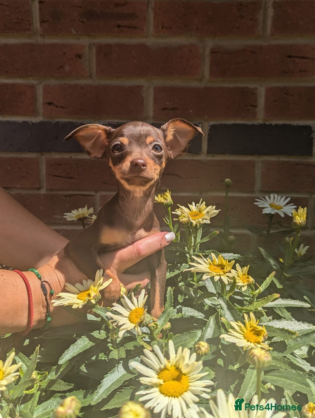 Mixed Breed dogs for sale: Hurry up - Only boy left - Image 5