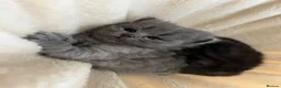 British Shorthair cats for sale: Chunky bsh grey baby - Advert 5