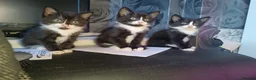 Mixed Breed cats for sale: 3 kittens for sale  - Advert 7