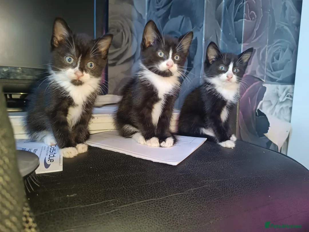 Mixed Breed cats for sale: 3 kittens for sale  - Advert 7