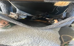 British Longhair cats for sale: Ready to home🤍 3 Black Tabby & 2 Multicoloured - Image 22
