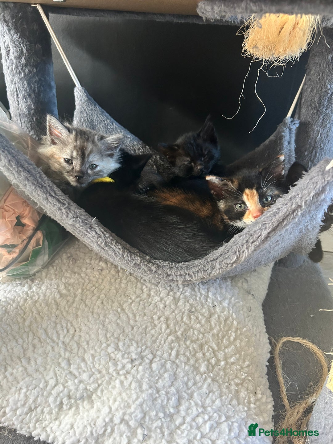 British Longhair cats for sale: Ready to home🤍 3 Black Tabby & 2 Multicoloured - Image 22