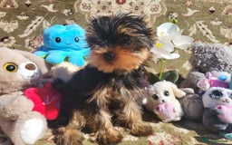 Yorkshire Terrier dogs for sale: Peace of Happiness!!! - Image 19