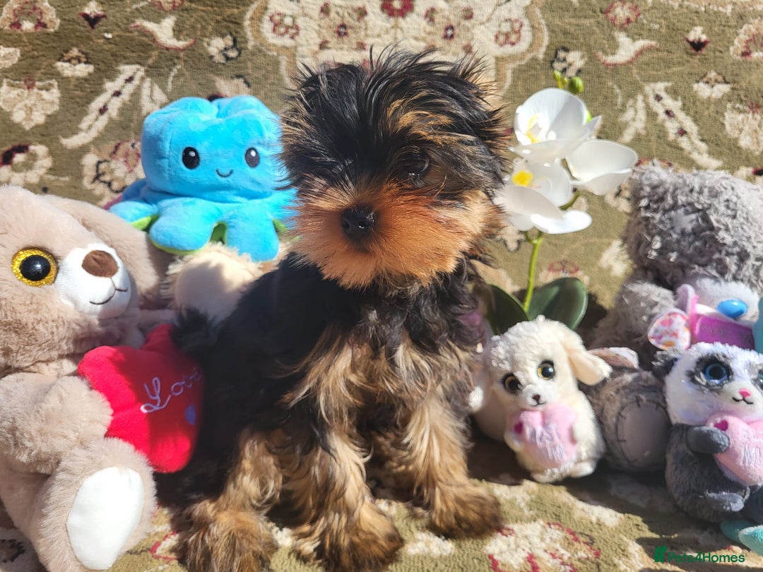 Yorkshire Terrier dogs for sale: Peace of Happiness!!! - Image 19