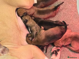 Belgian Shepherd Dog dogs - Advert 3