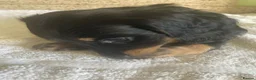 Miniature Dachshund dogs for sale: MINIATURE DACHSHUND PUPPIES  - Advert 22