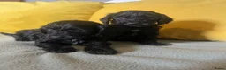 Cockapoo dogs for sale: Cockapoo puppies parents health tested  - Advert 7