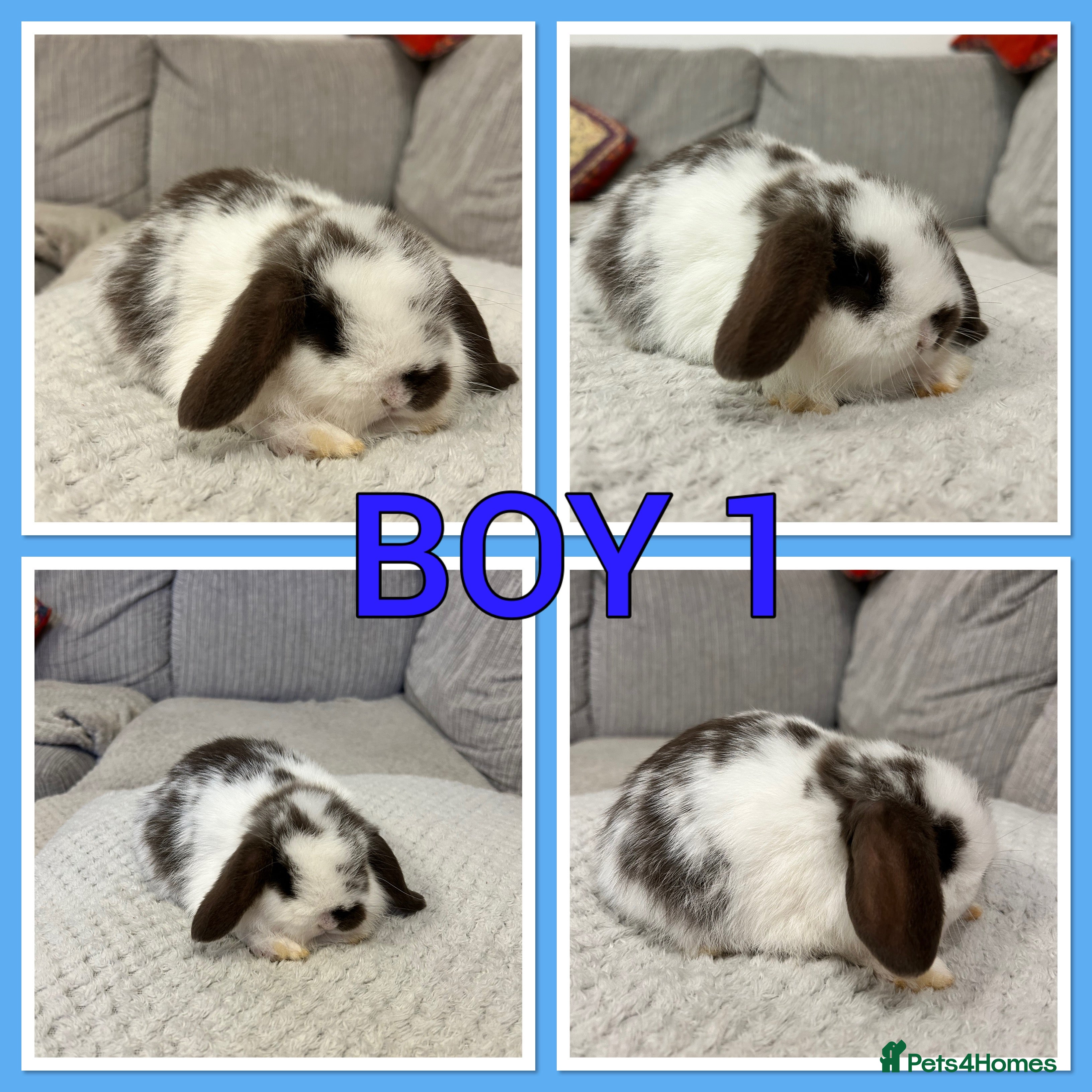 Mini Lop rabbits Pure mini lop babies  - Advert 4