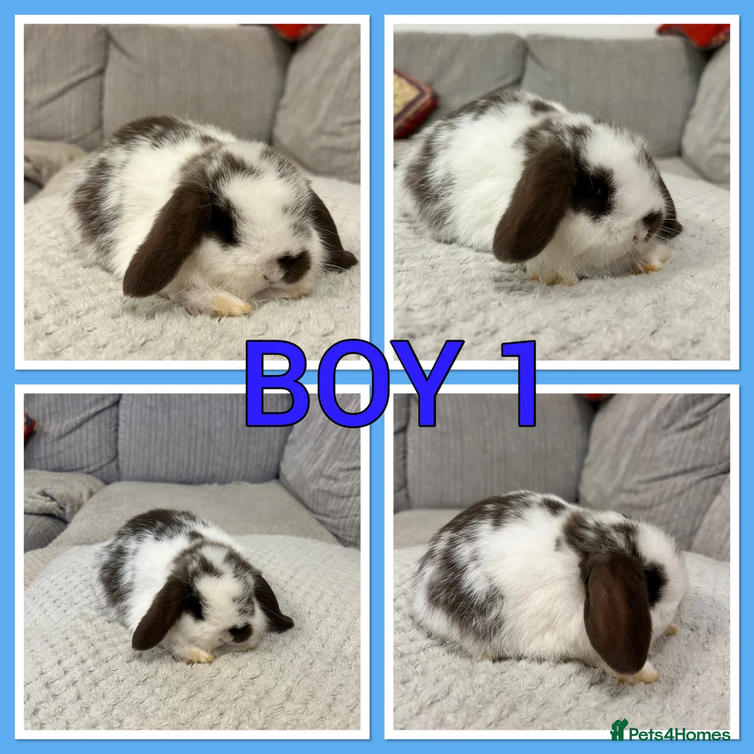 Mini Lop rabbits for sale: Pure mini lop babies  - Advert 1