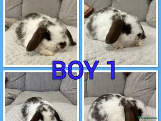 Mini Lop rabbits Pure mini lop babies - Advert 4