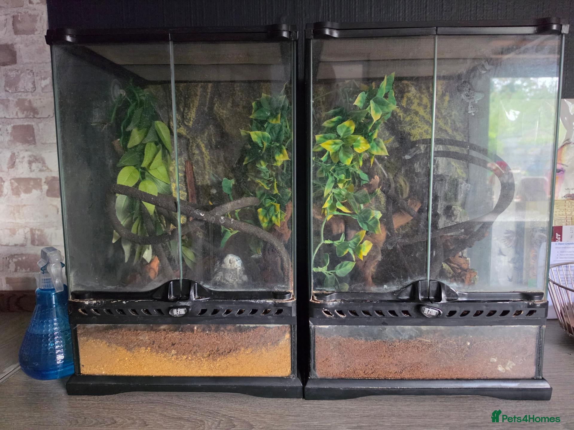 Gecko reptiles 2 male Geckos free to rehome - Advert 1