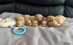 Maltipoo dogs for sale: Stunning litter of tiny maltipoos - Image 9