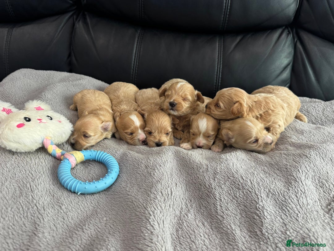 Maltipoo dogs for sale: Stunning litter of tiny maltipoos - Image 9