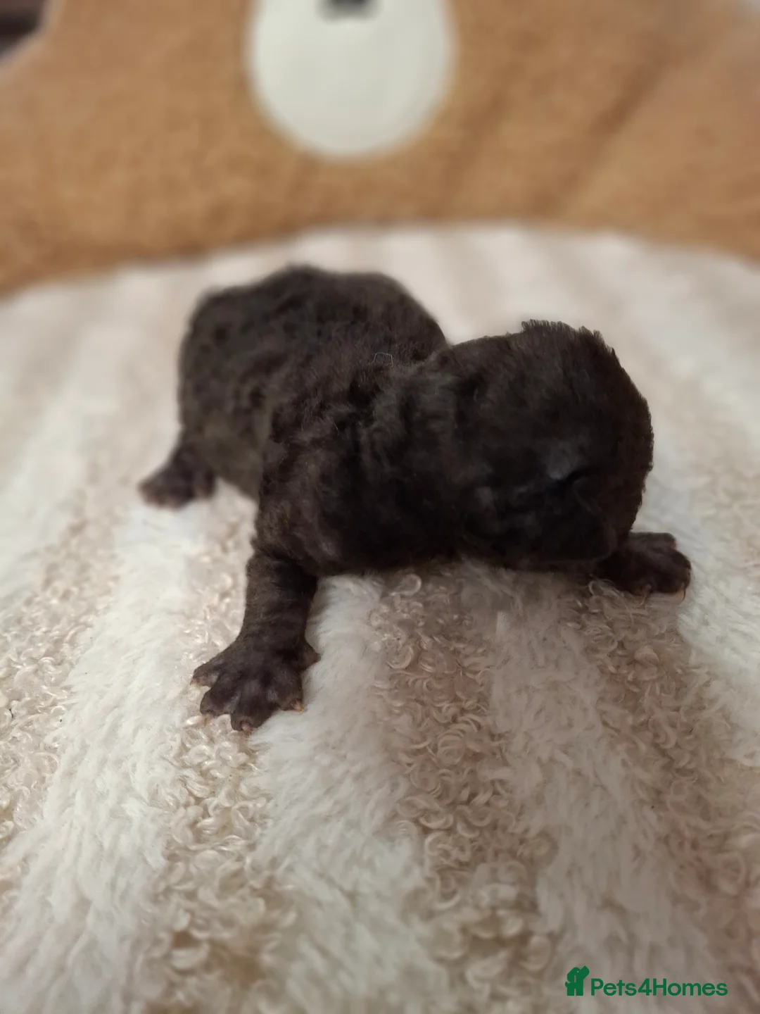 Devon Rex cats for sale: Gorgeous girls Devon FIFE registered - Advert 12