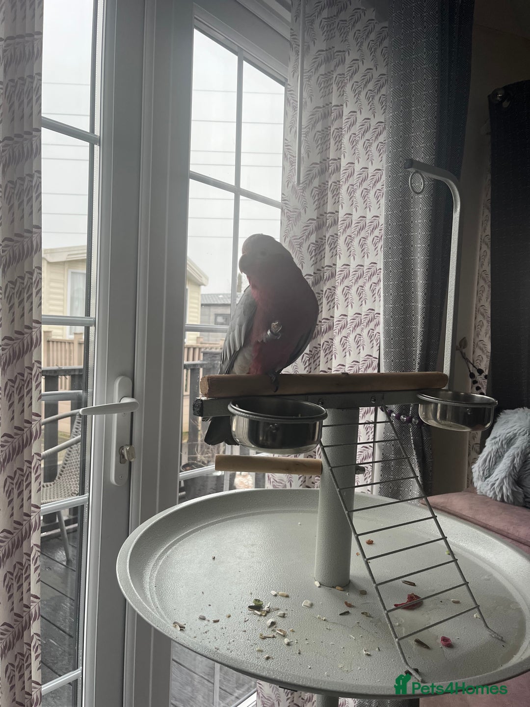 Cockatoo birds for sale: Percy  - Advert 7