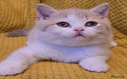 British Shorthair cats for sale: Pedigree, British Shorthair, TICA reg kittens - Image 30