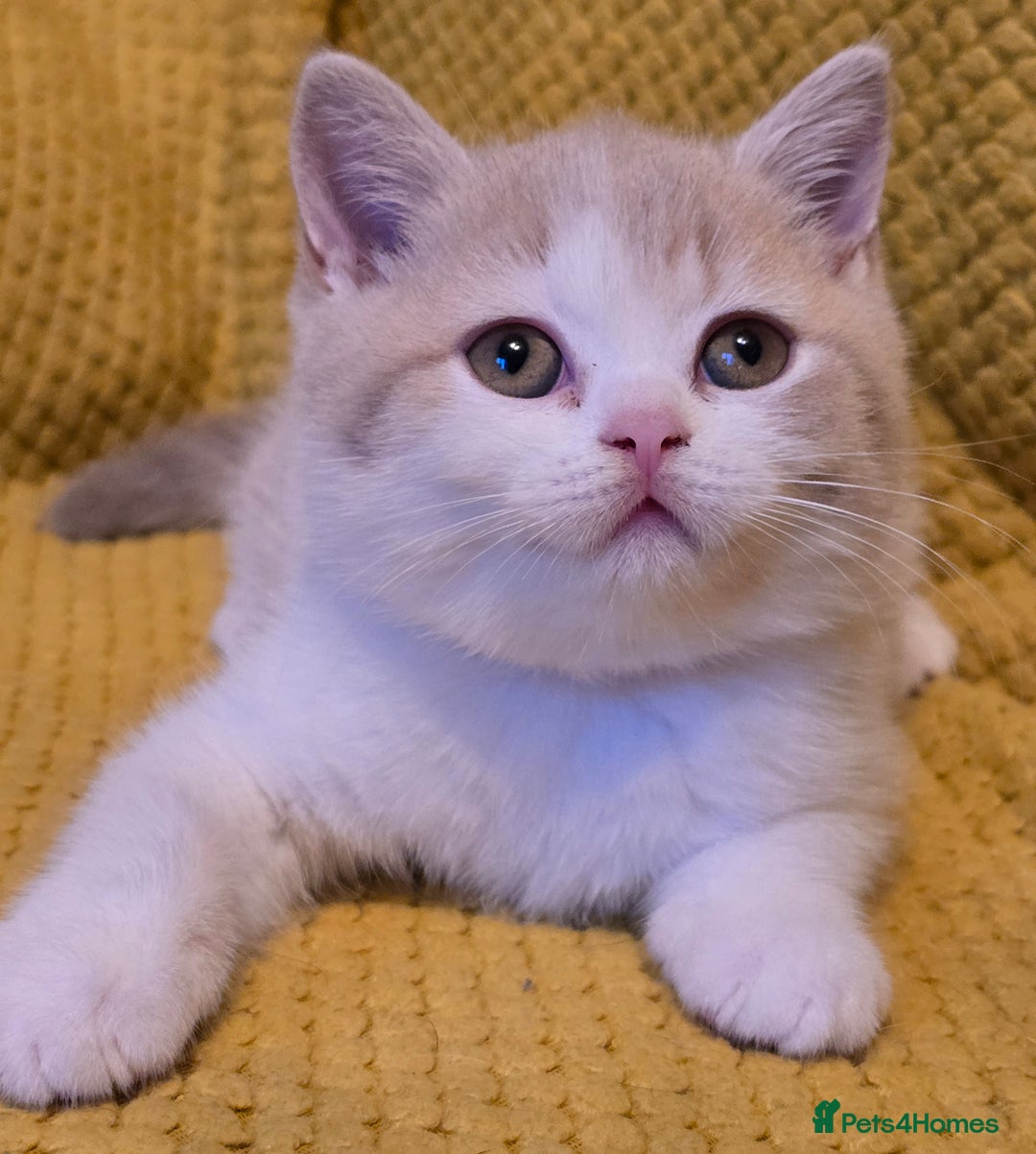 British Shorthair cats for sale: Pedigree, British Shorthair, TICA reg kittens - Image 30