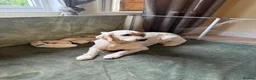 Golden Retriever dogs for sale: Beautiful Golden Retriever Puppies born 21/06/26 - Advert 14