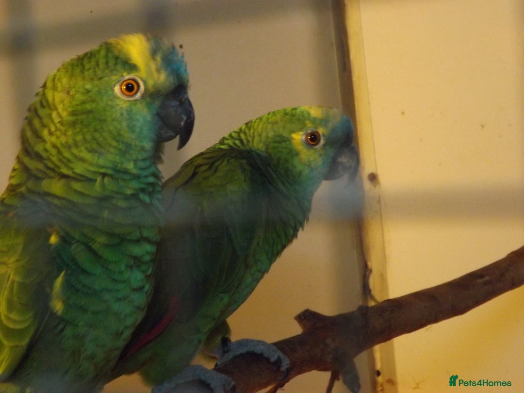 Cockatiels birds for sale: 5* Rehoming of all birds  - Image 8