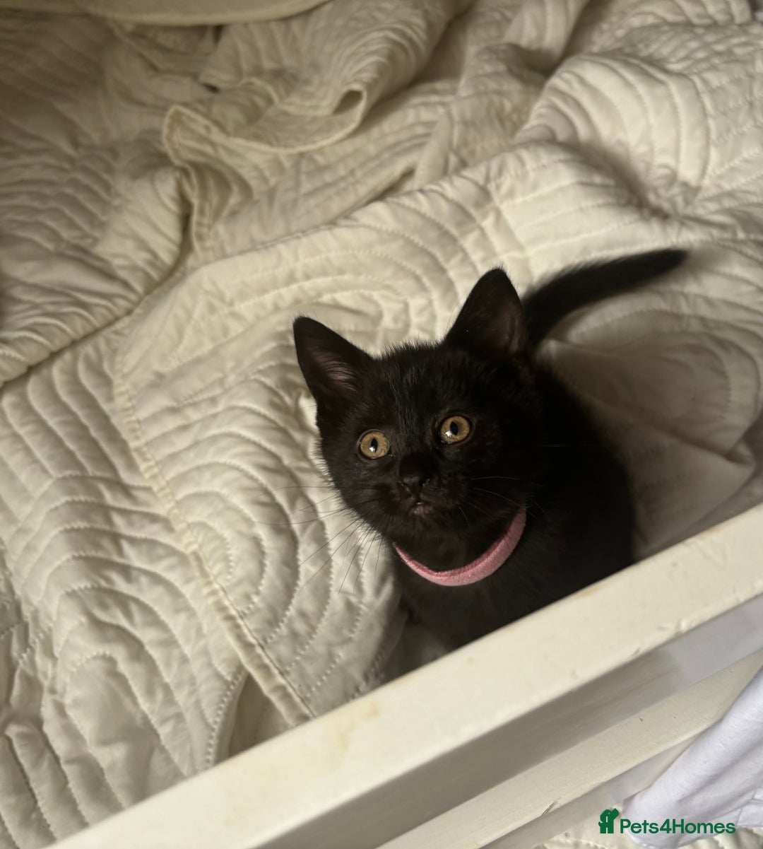 British Shorthair cats for sale: 5 BSH kittens (Grey Kitten GONE) - Image 32