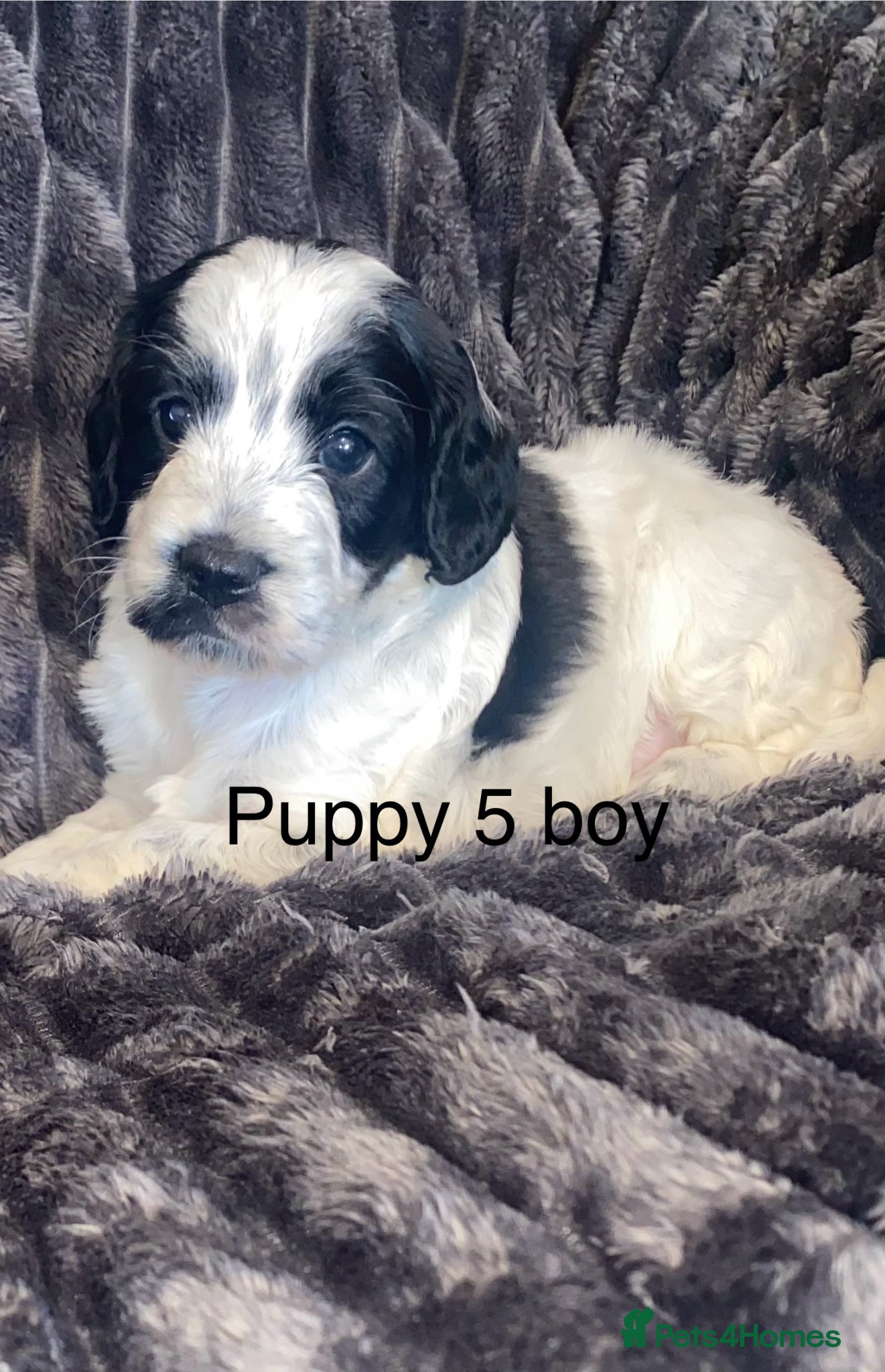 Cockapoo dogs Cockerpoo pups  - Advert 1