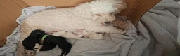 Toy Poodle dogs for sale: 7 Toy poodle puppies 🩷💙 - Advert 10