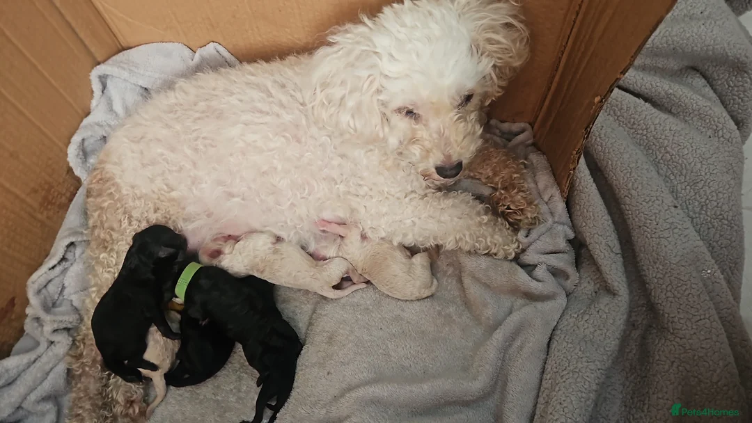 Toy Poodle dogs for sale: 7 Toy poodle puppies 🩷💙 - Advert 10