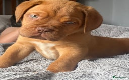 Dogue De Bordeaux dogs for sale: Kc registered Dogue de bordeaux puppies  - Image 36