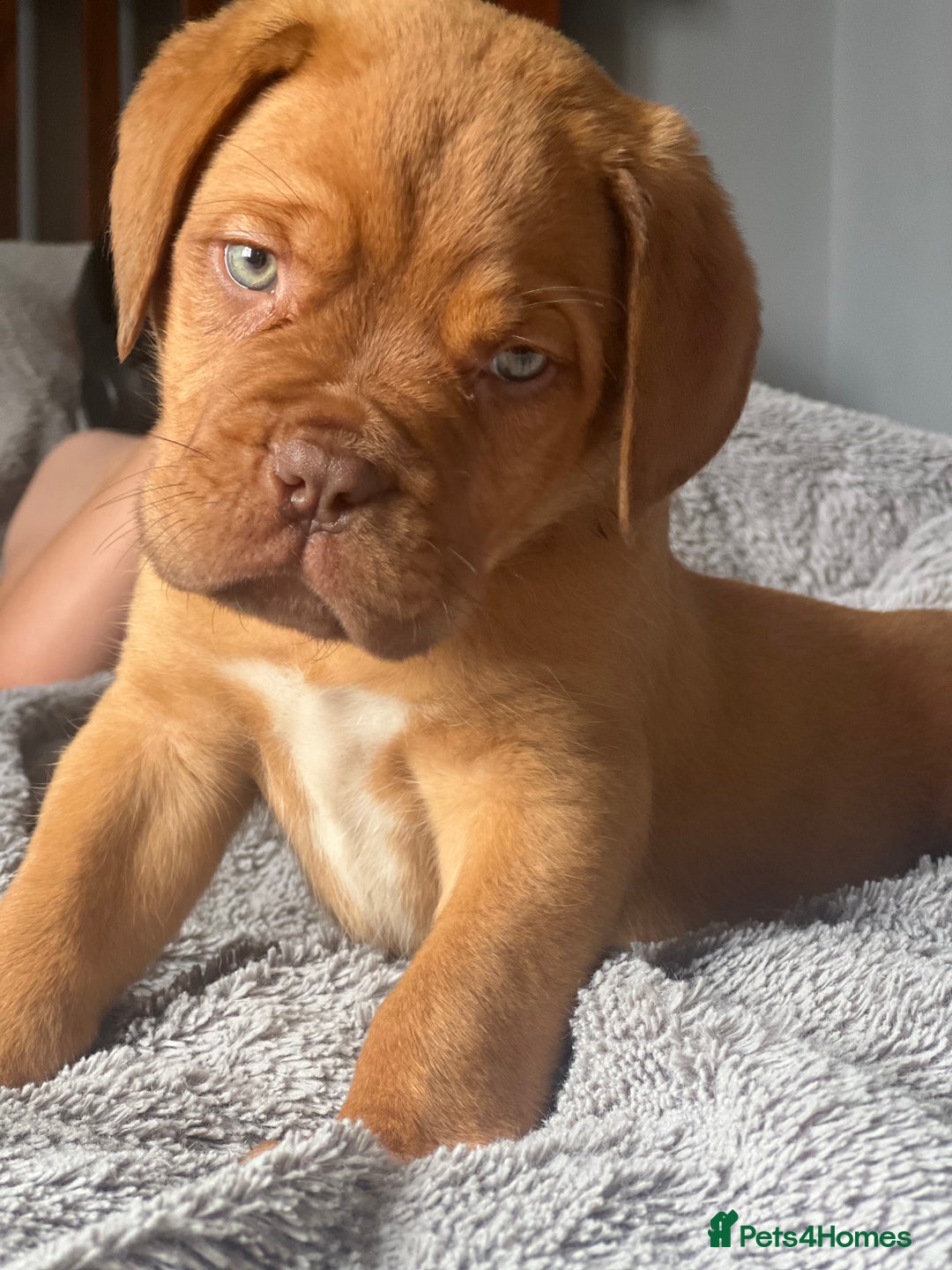 Dogue De Bordeaux dogs for sale: Kc registered Dogue de bordeaux puppies  - Image 36