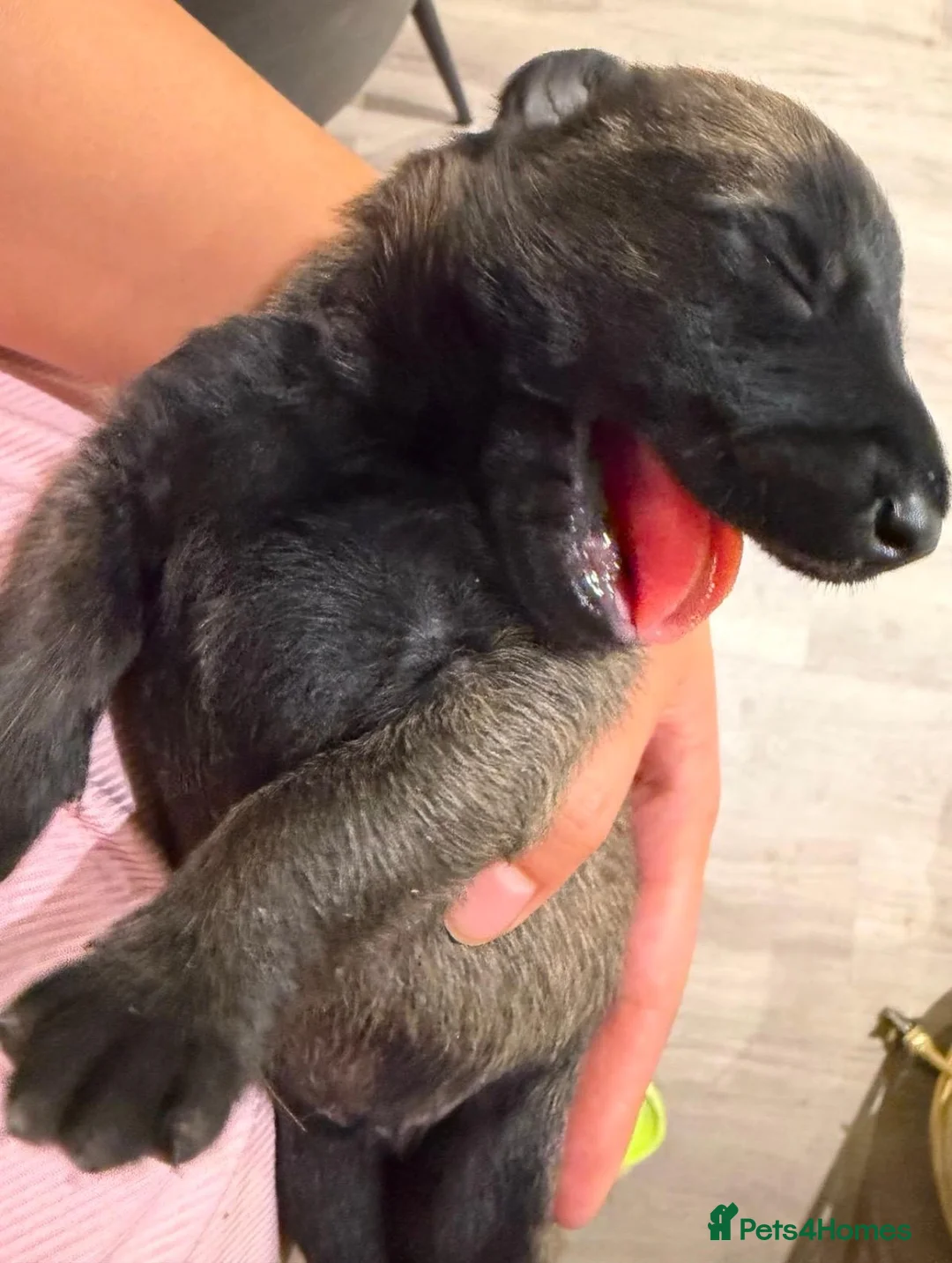 Belgian Shepherd Dog dogs for sale: Two Lovely Male Puppies Looking for Forever Homes in Milton Keynes - Advert 1