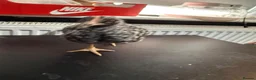 Chickens poultry for sale: Multi coloured mixed breed hybrid chicks  - Advert 12