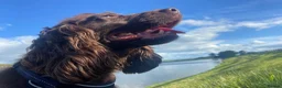 Cocker Spaniel dogs for sale: Choco & Mabelle-Bonded Pair looking for a Home - Advert 3