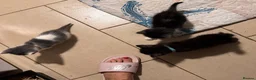 Mixed Breed cats for sale: 5 BBSH x mixed kittens black white grey - Advert 23