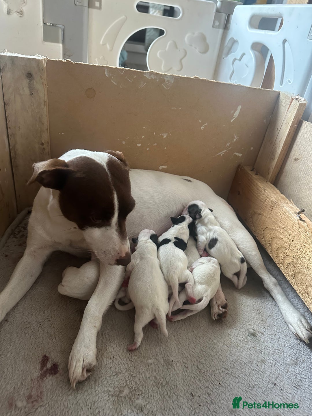 Jack Russell dogs for sale: Jack Russel puppy’s  - Advert 10