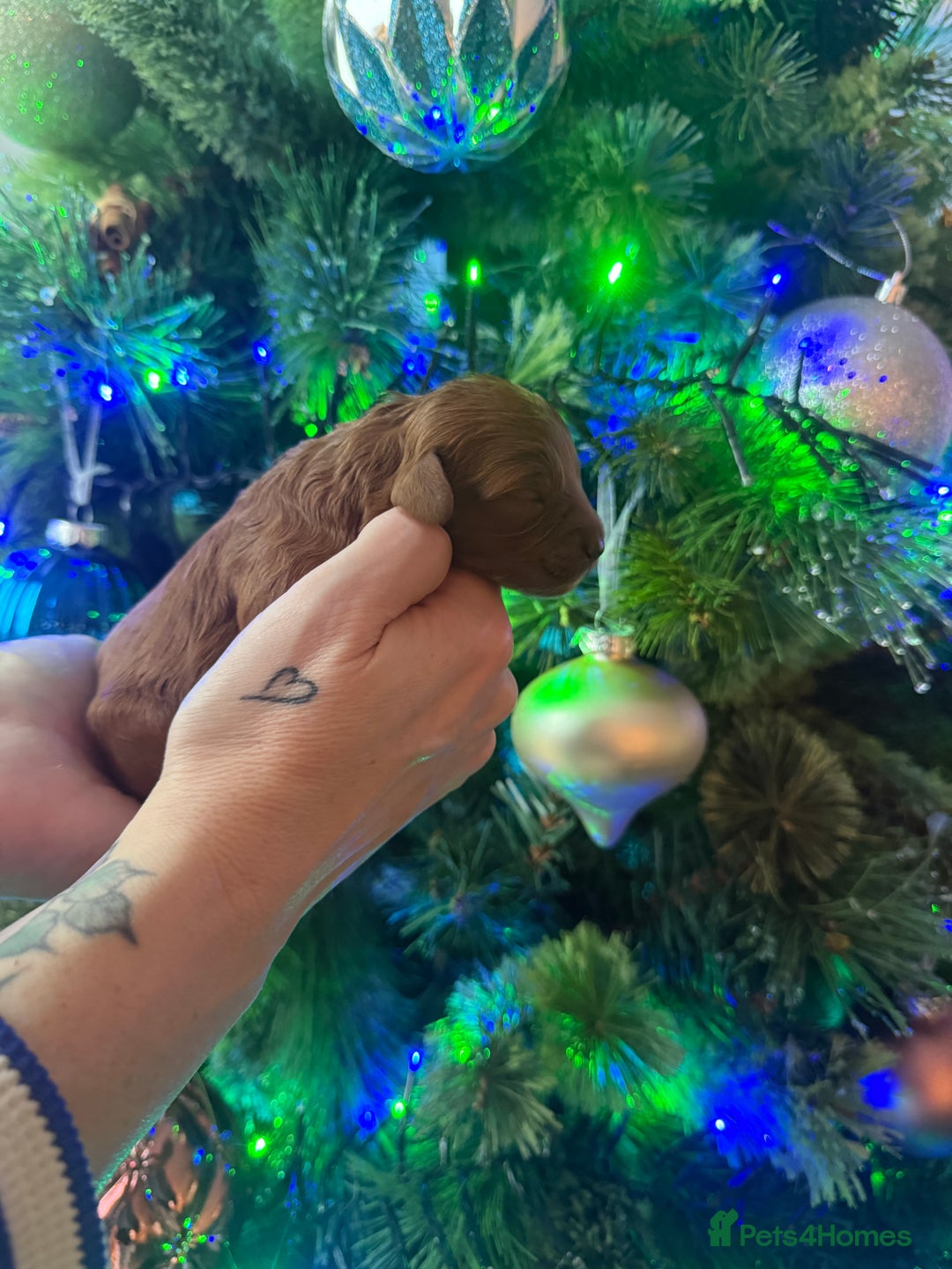 Cavapoo dogs for sale: Cavapoo puppies for sale - Advert 13