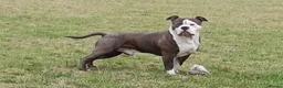 Mixed Breed dogs for sale: Blue  in Ayr - Advert 1
