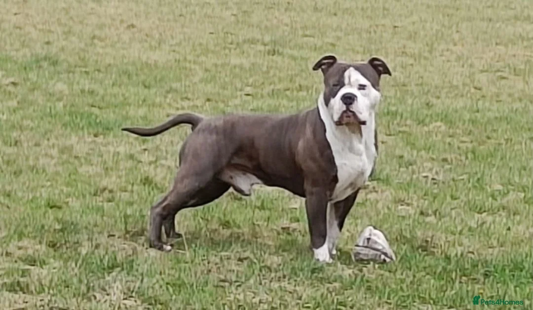 Mixed Breed dogs for sale: Blue  in Ayr - Advert 1