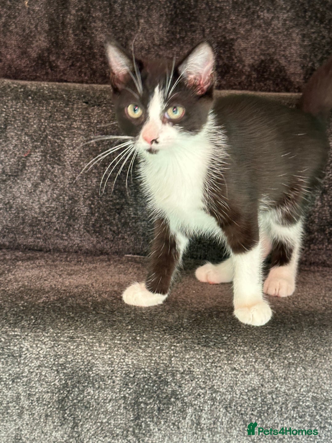 Domestic Shorthair cats for sale: Two Adorable 13-Week-Old Female Kitten - Image 2