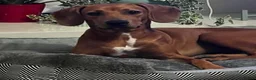 Mixed Breed dogs for adoption: Maya needs a loving home  - Advert 1