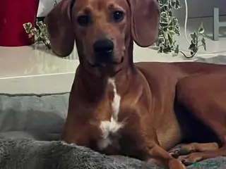 Mixed Breed dogs Maya needs a loving home - Advert 18