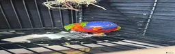 Lorikeets birds for sale: 2 x birds and cadge  - Advert 6