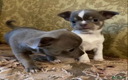 Chihuahua dogs for sale: Chihuahua girls from licensed breeder - Image 9