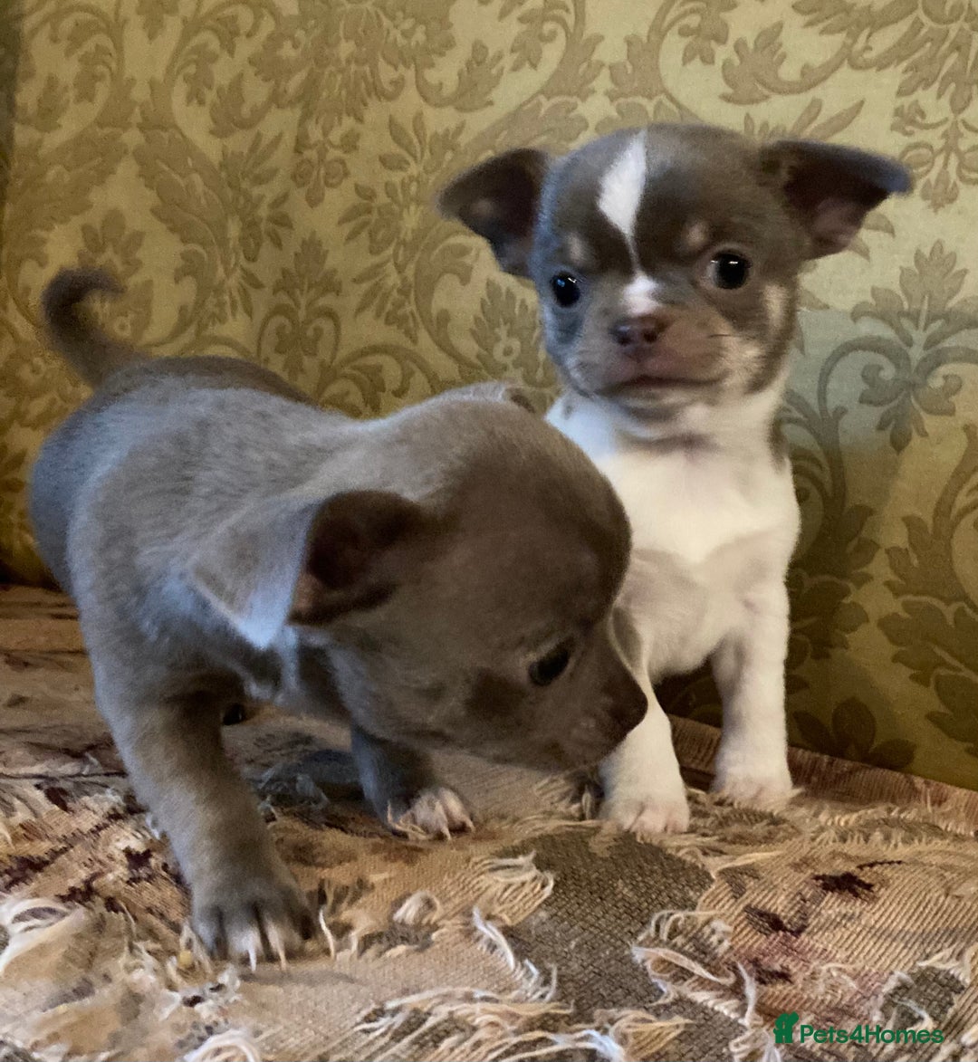 Chihuahua dogs for sale: Chihuahua girls from licensed breeder - Image 9