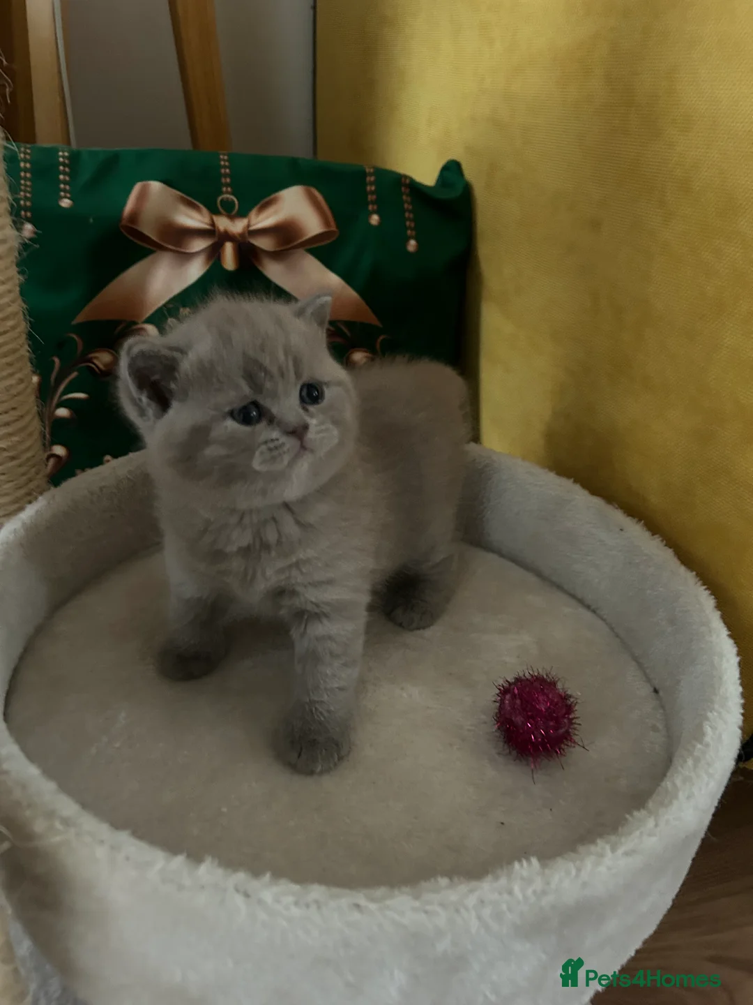 British Shorthair cats for sale: GCCF BRITISH SHORTHAIRS ALL RESERVED - Advert 5