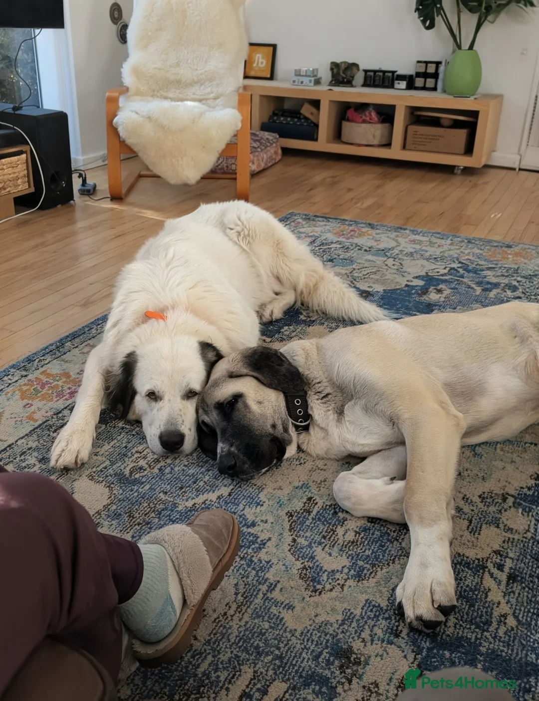 Mixed Breed dogs for sale: Guardian dog in Llantwit Major - Advert 4