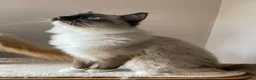 Ragdoll cats for sale: GCCF registered Ragdolls - Advert 20