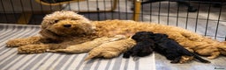 Goldendoodle dogs for sale: Mini Golden doodles - Advert 3